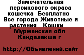 Замечательная персикового окраса кошечка. Бесплатно - Все города Животные и растения » Кошки   . Мурманская обл.,Кандалакша г.